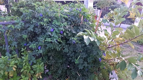 Butterfly pea plant