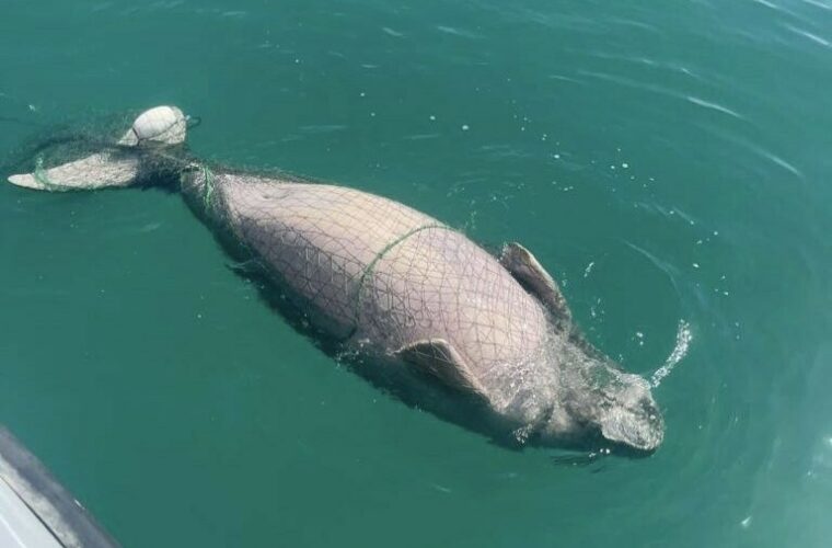 deceased-dugong-caught-fishing-net-al-khor.jpg