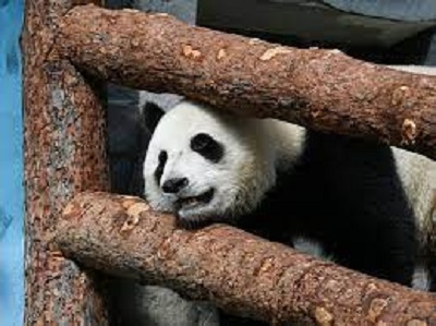 資金不足で中国にパンダ返還　フィンランド動物園