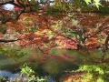 秋の高岡古城公園2