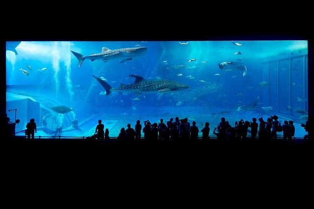 aquarium-gd6fc595d1_640.jpg
