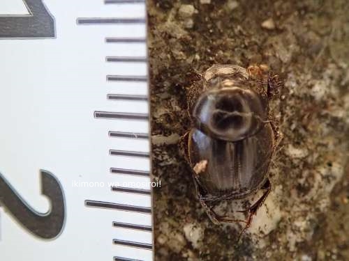 Onthophagus atripennis