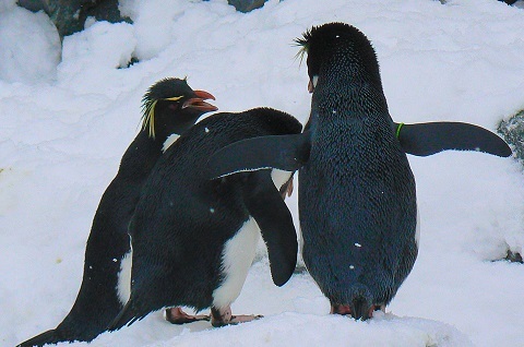 221228　ペンギン