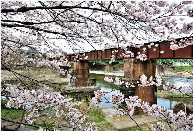 4-3旧西武入間川橋梁の桜