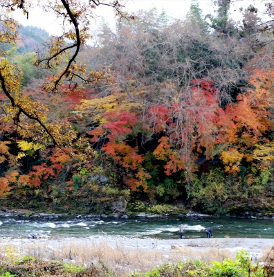 川沿いの紅葉