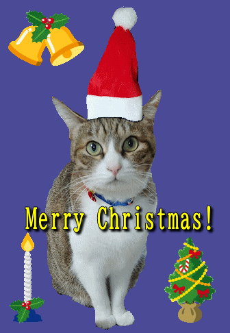 ネコのクリスマスカード動画フリー素材