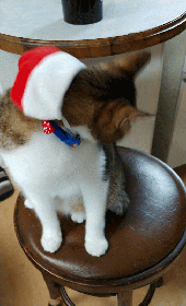 クリスマスコスプレ猫