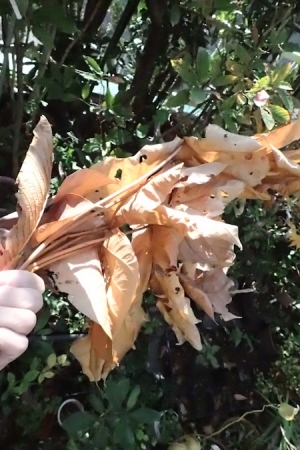 アオギリの枯れ葉