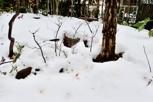 雪と野鳥の糞