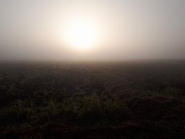 【写真】農園東側の田んぼに立ち込める霧の中の朝陽