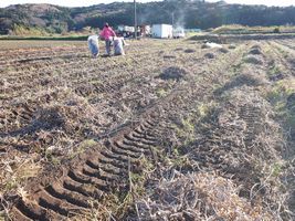 【写真】大豆畑の豆ガラを集めているところ