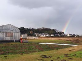【写真】農園の西の空にかかる虹
