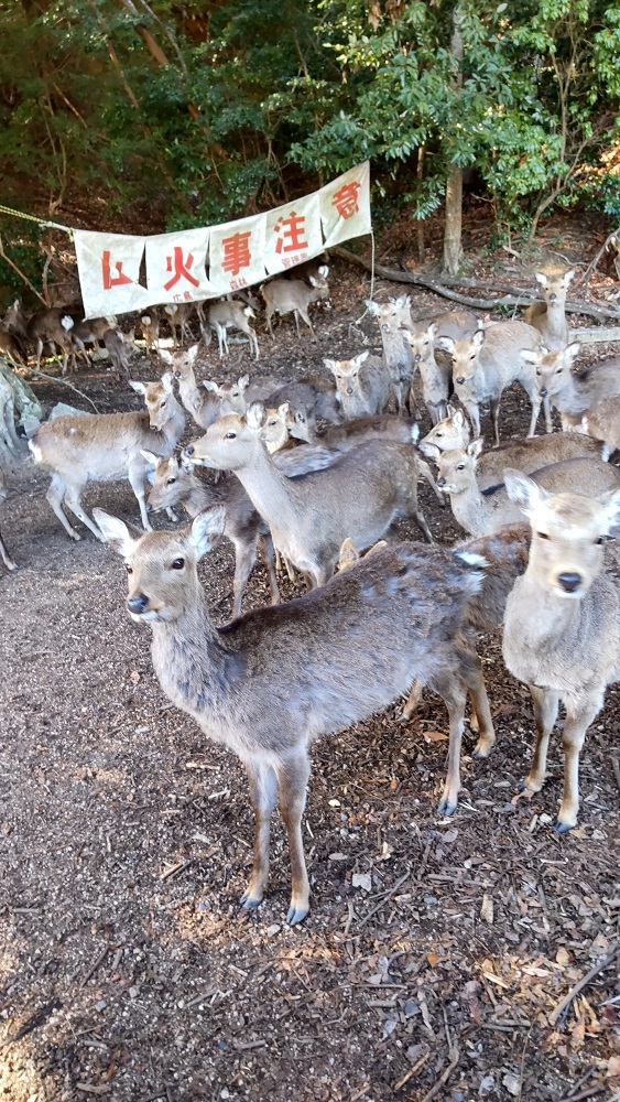 宮島グランド前にて　１００頭以上の鹿さん達のお出迎え