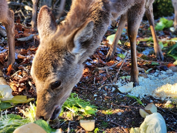 宮島写真⑦福祉施設下の広場にいた鹿さん🦌みんなで仲良く食べてくれました