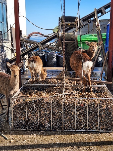 宮島写真⑨水産業者の屋外に山積みに置いてある牡蠣の殻を無心に食べていた鹿さんたち🦌「食べたら怒られるから、こっちへおで❣️」と伝えると「え？美味しいものくれるの？」と振り返る鹿さんたち