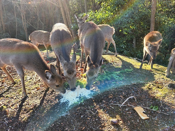 宮島写真⑧福祉施設下の広場にいた鹿さんたち🦌みんな仲良く上品に食べてくれました