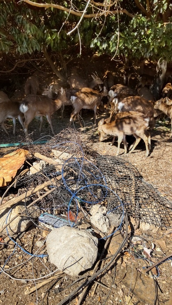 宮島１６宮島包ヶ浦自然公園にて鹿さんの側には沢山の金網