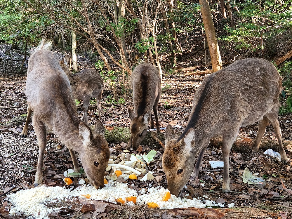 宮島写真⑳市営住宅前の林にいた鹿さんたち🦌いっぱい食べて栄養つけてねo(≧∇≦)o