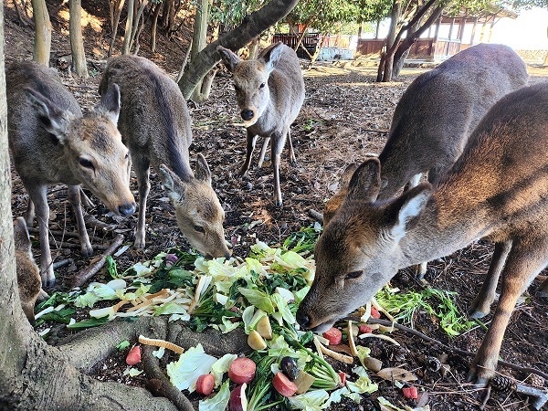 宮島写真(２１)杉之浦神社の鹿さんたち🦌いっぱい食べて元気に冬を乗り越えてねo(≧∇≦)o