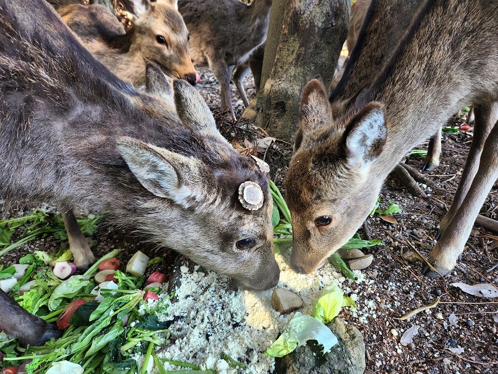 宮島写真(２２)杉之浦神社の鹿さんたち🦌いっぱい食べて栄養つけてねo(≧∇≦)o