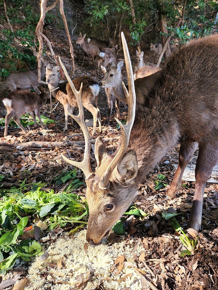 宮島写真(２３)グラウンド前に一斉に集まってきた鹿さんたち🦌美しい角をした雄鹿さん❤️素敵～😍