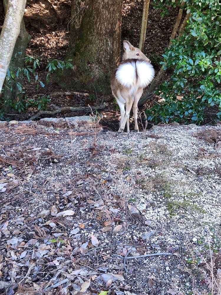 宮島写真(２８)包ヶ浦自然公園キャンプ場にいたセクシーなヒップをした鹿さん❤️美羽さんが「見て見て！あの子、素敵な尻毛～」とメロメロに