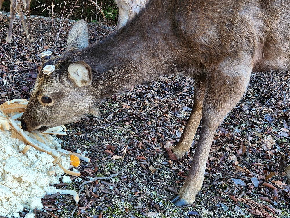 宮島写真(２９)包ヶ浦自然公園キャンプ場に右前足の先端が不自然に二又に裂けて怪我をしている鹿さんがいました。びっこを引いていて、とても歩きづらそうでした。もしかしたら、罠にかかって足を傷めた？
