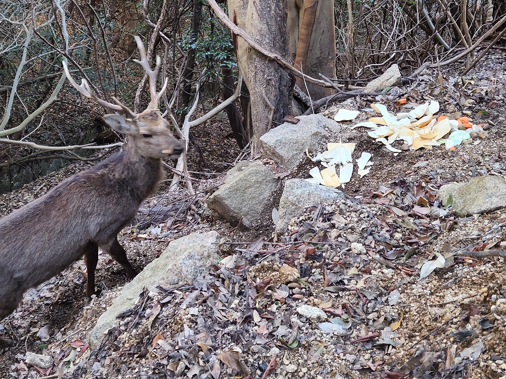 宮島写真(３０)山中で一人でいた立派な角をした雄鹿さん🦌寂しくないの？