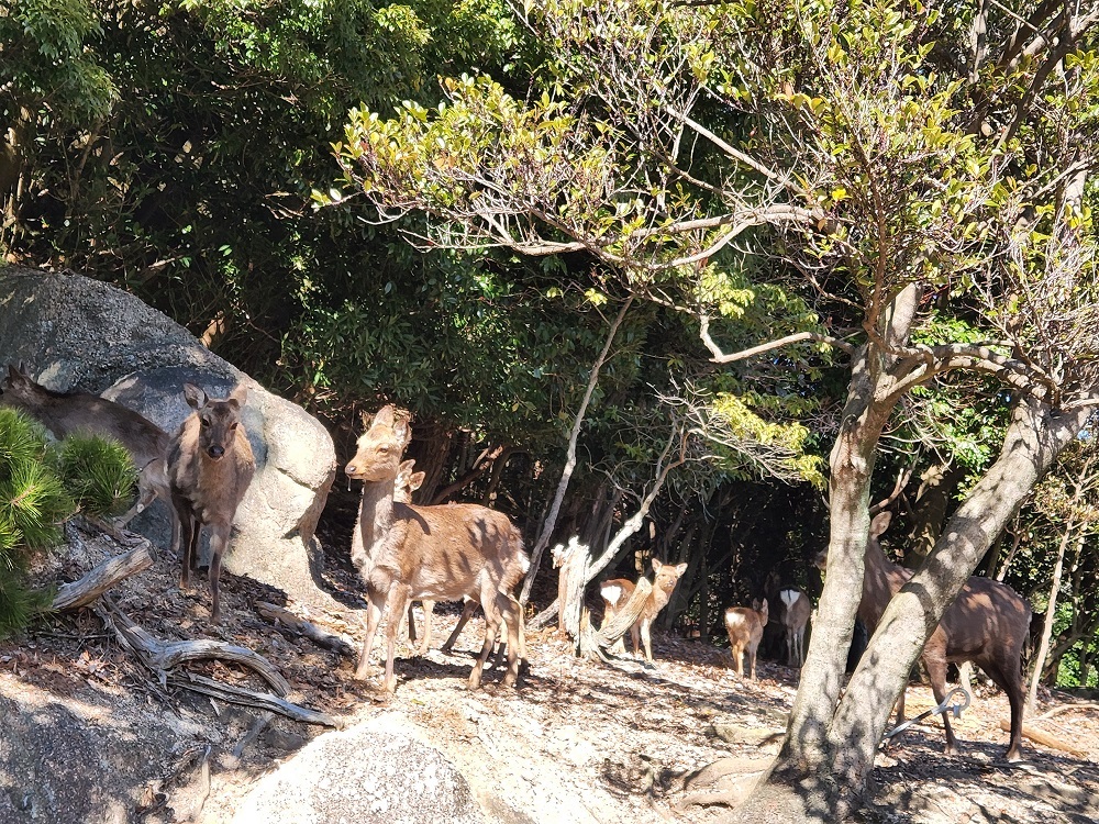 宮島写真(３１)山中で一人でいた立派な角をした雄鹿さん🦌寂しくないの？