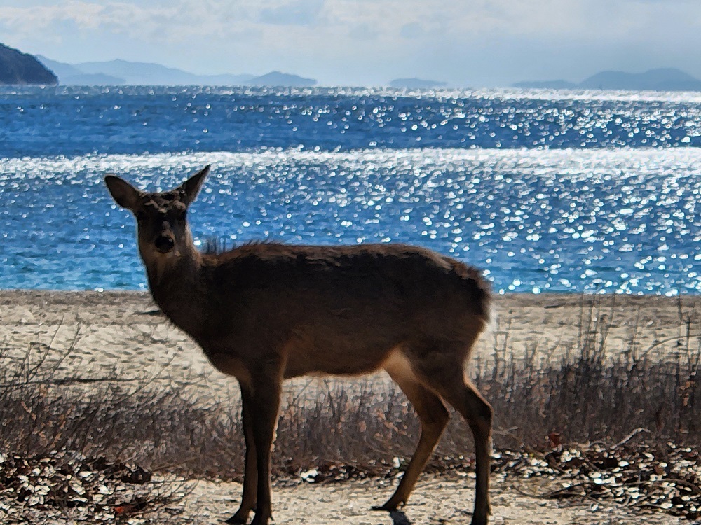 宮島写真(３２)入浜の鹿さん🦌キラキラした海をバックに、とても絵になります✨✨