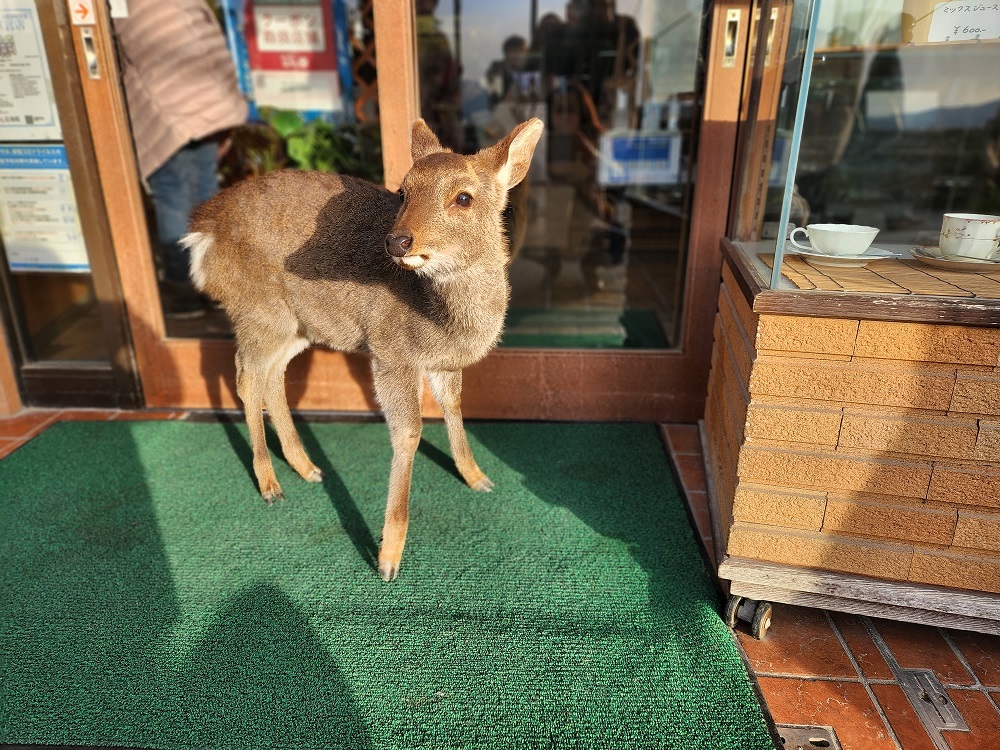 宮島写真(４７)私、いつもここの食事処の店員さんたちに、ご飯もらって優しくしてもらってるから、観光大使と招き鹿をしてるの