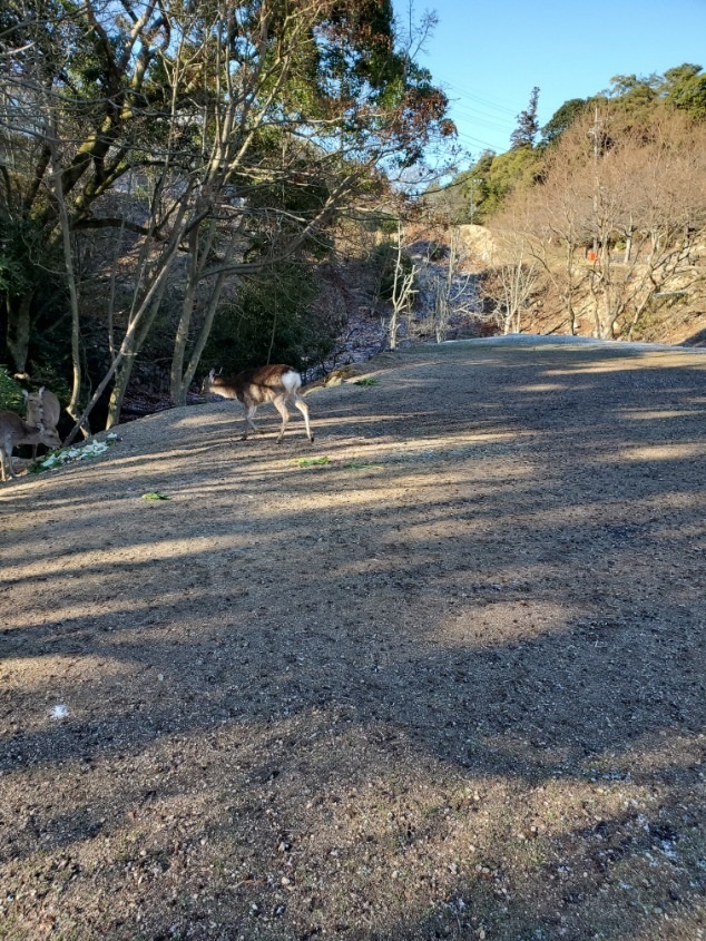 宮島６３市営住宅先の広場の、お野菜めがけて駆けよってくる鹿さん