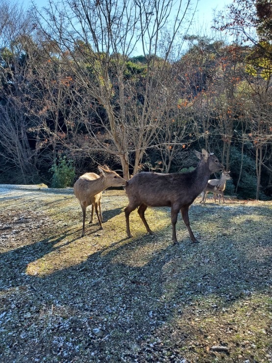 宮島６４市営住宅先の広場の鹿さん、仲間とくつろいでいます。