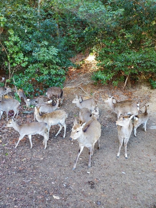宮島７１包ヶ浦自然公園まで数キロ手前の鹿さん達
