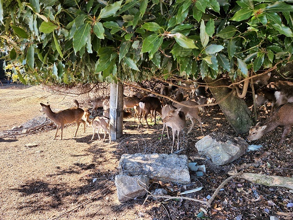宮島写真(５８)波止場の鹿さんたち✨❤️✨いっぱい罠のような不審物がある過酷な環境だけど、みんな元気に生き抜いて！