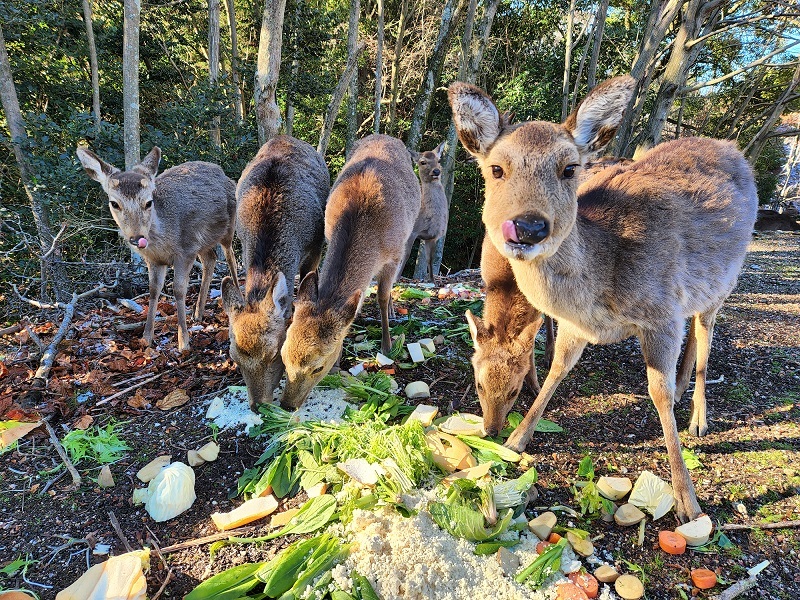 宮島写真(６０)福祉施設下の広島にいた鹿さんたち✨❤️✨美味しいご飯をありがとう