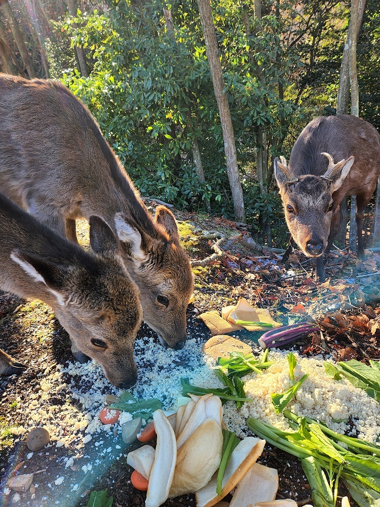 宮島写真(６１)福祉施設下の広島にいた鹿さんたち✨❤️✨美味しそうに味わいながら食べてくれました