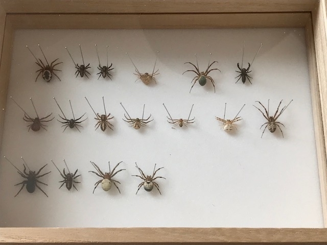 チビクモ乾燥標本コレクション2022版
