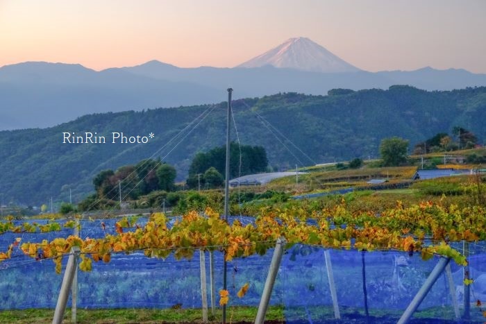 2022年10月牧丘ぶどうの蔓と富士山横