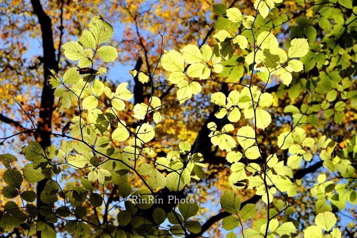 2022年10月西沢渓谷のレモンイエローの葉⑦