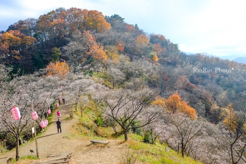 2022年11月桜山公園の冬桜