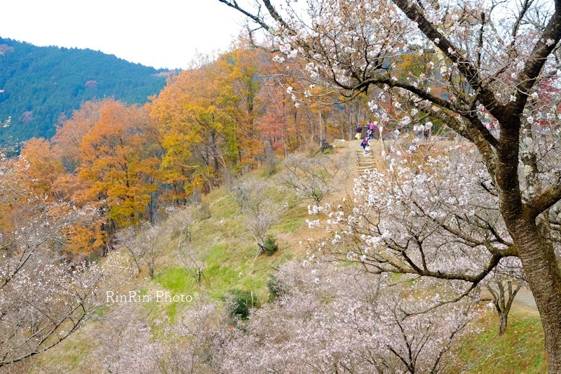 2022年11月桜山公園散策