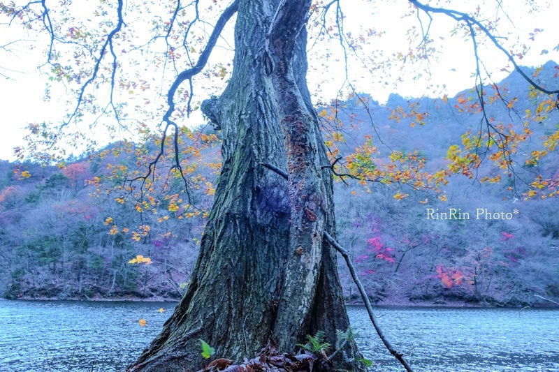 2022年11月妙義湖存在感のある木