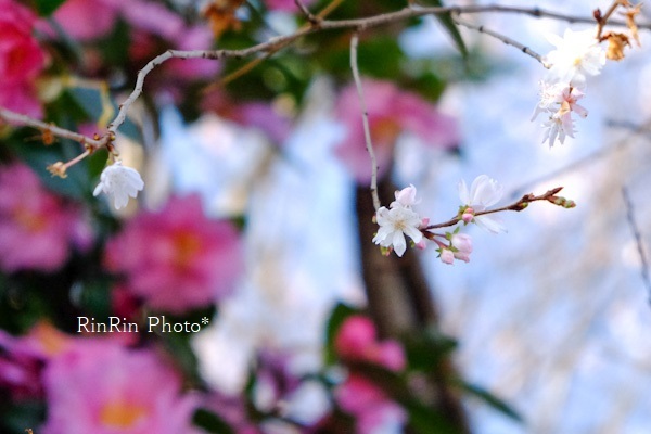 2022年12月心應寺裏の冬桜