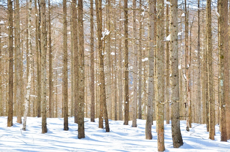 2014年1月初旅雪のカラマツ林