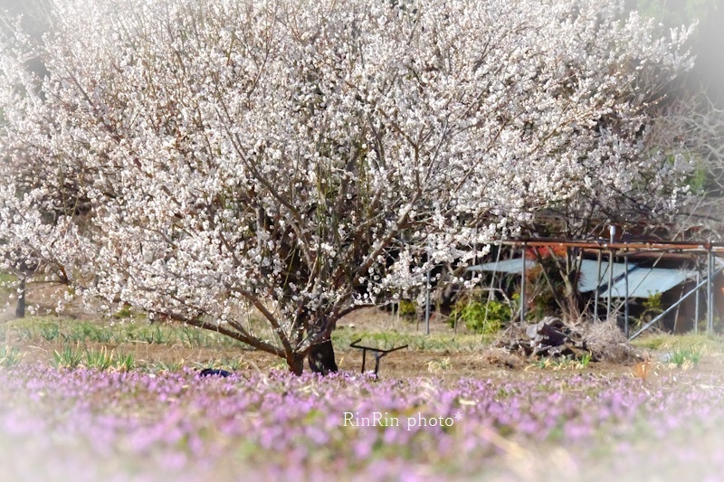 2017年2月永田の畑の梅