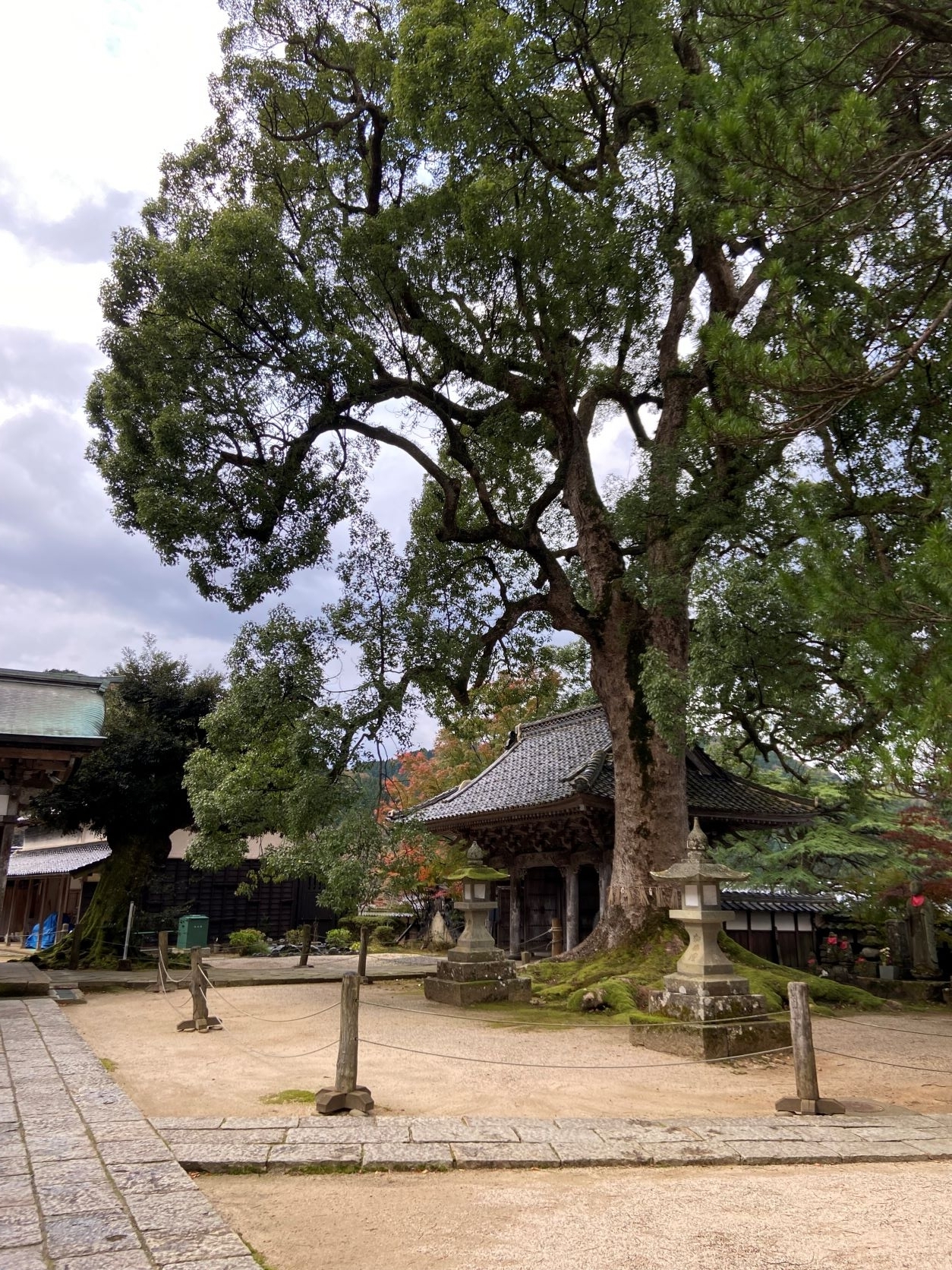 大乗寺　大きな木