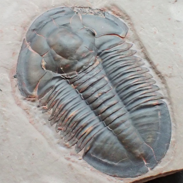 セール特別価格 三葉虫 化石 fossil 海 ボリビア産 trilobite 海生動物